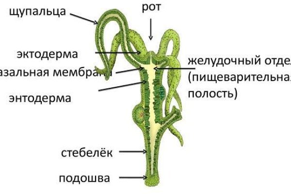 Правильная ссылка онион кракен