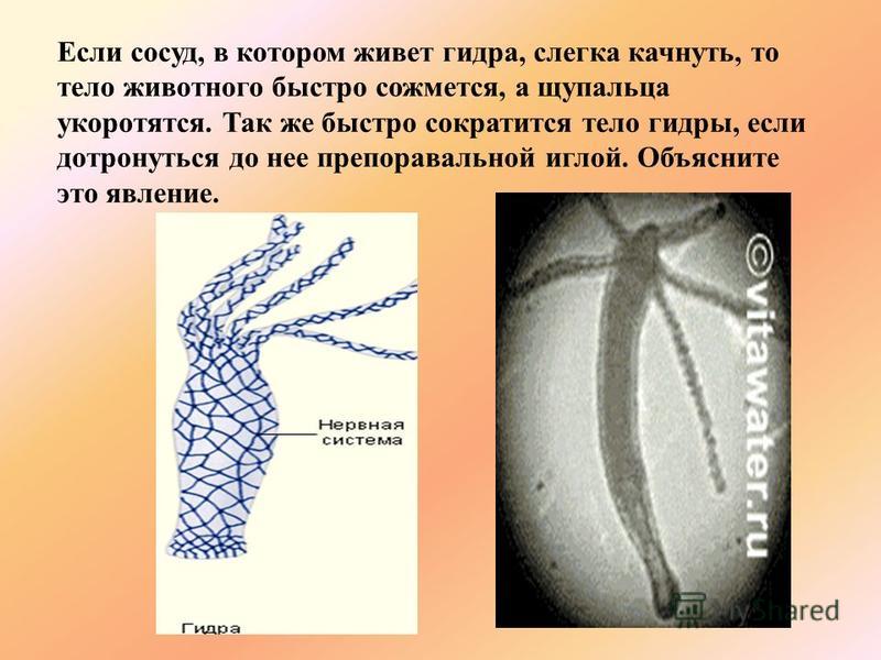 Кракен тгк